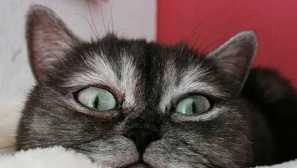 Недоволна котка, чийто нов дом сега се появи